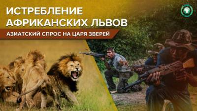 Африканские львы на грани вымирания: зачем Азия закупает кости убитых животных - riafan.ru - Китай - Вьетнам