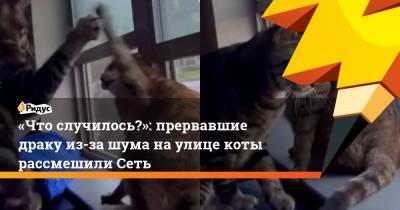 «Что случилось?»: прервавшие драку из-за шума наулице коты рассмешили Сеть - ridus.ru