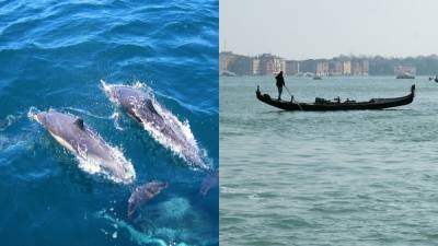 Морские туристы: каналы Венеции посетили дельфины – милое видео - 24tv.ua