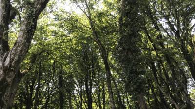 Вырубка лесов оказалась причиной эпидемий - mir24.tv - Франция - county Frontier
