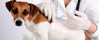 Карантин по бешенству ввели в Свободном и бесплатно привьют животных - runews24.ru