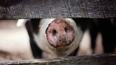 Россельхознадзор временно запретил ввоз свиней из Малайзии из-за АЧС - russian.rt.com - Россия - Малайзия - Новый