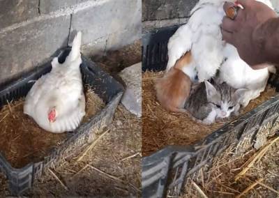 Приемная мама: курица усыновила 3 ​​осиротевших котят – трогательные фото - 24tv.ua