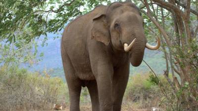 Власти Ботсваны поощряют охоту на слонов - riafan.ru - Ботсвана - Габороне