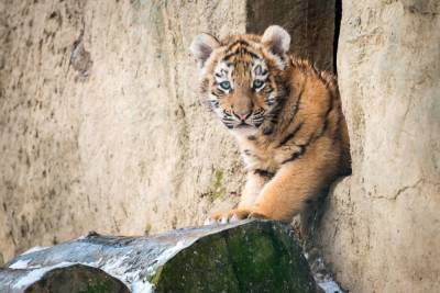 Чешский зоопарк из-за кризиса сдаёт животных напрокат - inform-ua.info