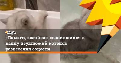 «Помоги, хозяйка»: свалившийся вванну неуклюжий котенок развеселил соцсети - ridus.ru