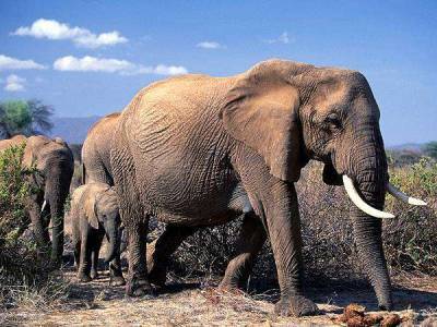 Два вида африканских слонов – на грани исчезновения - inform-ua.info