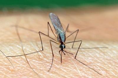 Российские ученые разработали первый ПЦР-тест для диагностики малярии - aif.ru
