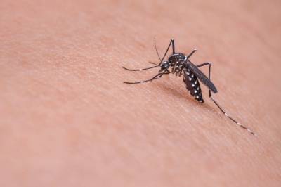 В России ученые создали первый ПЦР-тест для диагностики малярии - actualnews.org - Россия