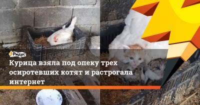 Курица взяла под опеку трех осиротевших котят и растрогала интернет - ridus.ru - Иран