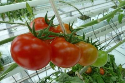Россельхознадзор может запретить поставки помидоров из Туркменистана - aif.ru - Россия - Туркмения