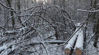 В Тюмени прокуратура выявила незаконную вырубку деревьев на миллионы рублей - newdaynews.ru - Россия - Тюмень