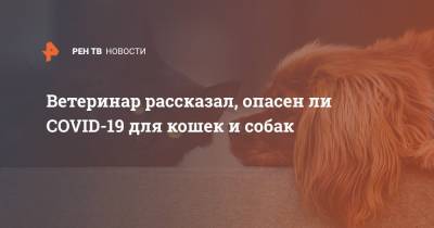 Михаил Шеляков - Ветеринар рассказал, опасен ли COVID-19 для кошек и собак - ren.tv