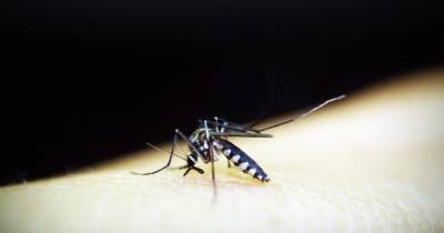 В Харькове зафиксировали случай тропической малярии - tsn.ua - Харьков - Танзания