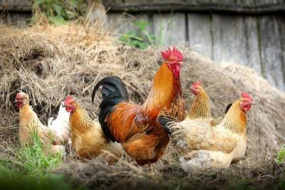 Россельхознадзор запретил ввозить птицу и яйца из трёх регионов Чехии - aif.ru - Россия - Чехия