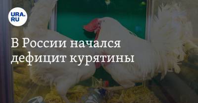 В России начался дефицит курятины - ura.news - Россия