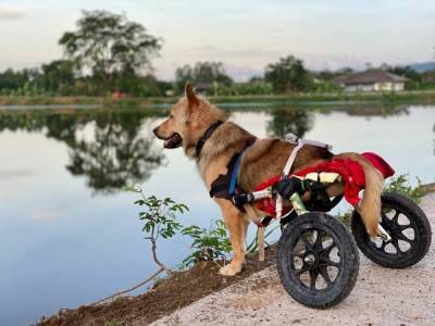 Много счастливых собак: как в Таиланде спасают животных с инвалидностью - 24tv.ua - Швеция - Таиланд