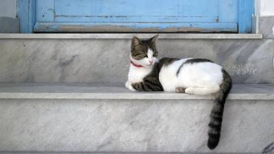 Зоолог предупредил владельцев домашних кошек об опасности - m24.ru - Москва