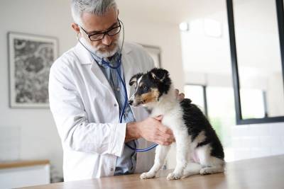 Немецкие ветеринары хотят помочь с вакцинацией по примеру США и Франции - rusverlag.de - Франция