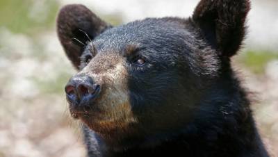Загадочная болезнь делает медведей в США добрыми, а затем убивает - gazeta.ru - штат Калифорния - штат Невада