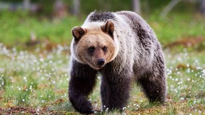 Загадочное заболевание делает медведей в США добрыми, а затем убивает - m24.ru - штат Калифорния - штат Невада