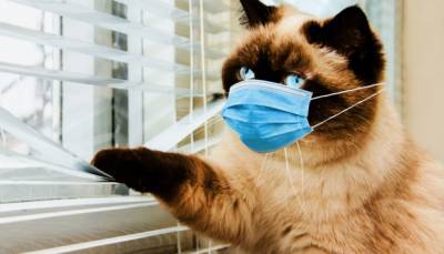 Коішки болеют коронавирусом. Но не таким, как у людей - ukrinform.ru