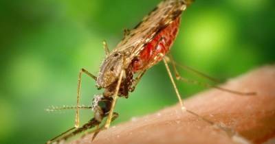 Опасность тропических стран: где можно заразиться малярией и как от нее уберечься - tsn.ua - Харьков - Кения