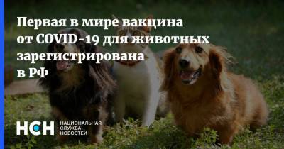 Константин Савенков - Первая в мире вакцина от COVID-19 для животных зарегистрирована в РФ - nsn.fm - Россия
