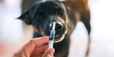 Россия первой в мире разработала вакцину от Covid-19 для животных - eadaily.com - Россия