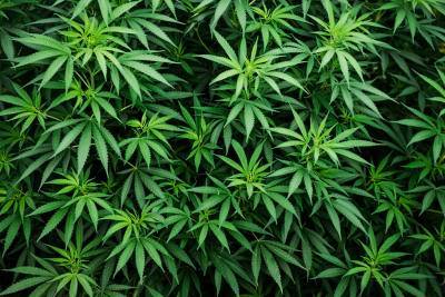 Эндрю Куомо - В Нью-Йорке легализовали марихуану и мира - cursorinfo.co.il - Нью-Йорк - штат Нью-Йорк - Нью-Йорк