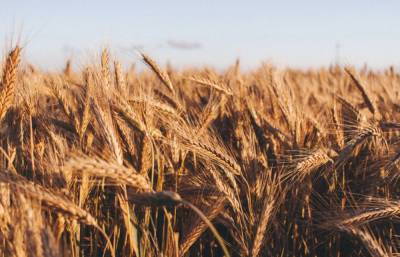 Пшеница, масло и бумага: правительство Украины запретило импорт из России ряда товаров - 24tv.ua - Россия - Китай