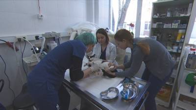 Юлия Мелано - Россельхознадзор: Вакцина от COVID-19 для животных уже доступна для заказа - mir24.tv - Россия