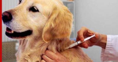 Вакцинируем тех, кого приручили: на рынок выходит препарат от COVID-19 для собак и кошек - profile.ru