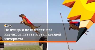 Не птица и не самолет: пес научился летать и стал звездой интернета - ridus.ru