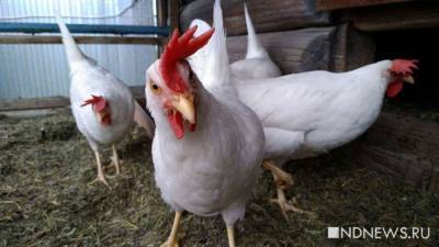 В России может сократиться выпуск мяса птицы из-за дефицита яиц - newdaynews.ru - Россия