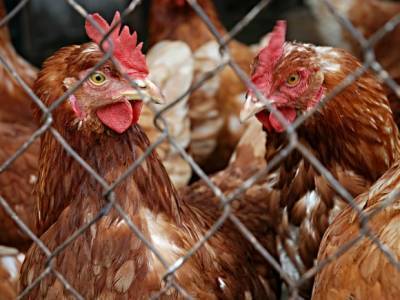 В России опасаются сокращения выпуска мяса птицы из-за яиц - rosbalt.ru - Россия
