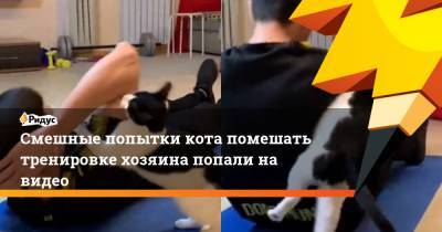 Смешные попытки кота помешать тренировке хозяина попали на видео - ridus.ru