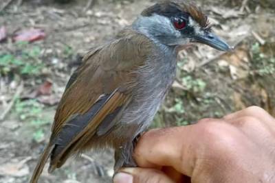 Считавшаяся вымершей птица найдена впервые за 170 лет - lenta.ru - Индонезия