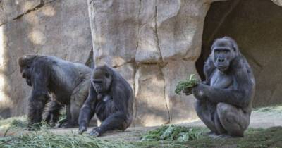 Гориллы в зоопарке Сан-Диего стали первыми приматами, получившими вакцину от COVID-19 - focus.ua - Сан-Диего