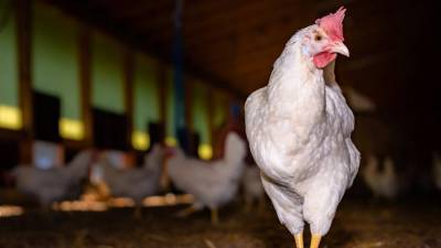 Россельхознадзор запретил поставки птицы и яиц из регионов Италии и Швеции - iz.ru - Россия - Италия - Израиль - Швеция