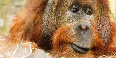 Чувствуют себя хорошо. В США четырех орангутанов и пять бонобо вакцинировали от коронавируса - nv.ua - Сша - Сан-Диего