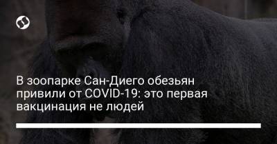 В зоопарке Сан-Диего обезьян привили от COVID-19: это первая вакцинация не людей - liga.net - Украина - Сан-Диего