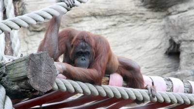 На обезьянах из американского зоопарка протестировали вакцину от COVID-19 для животных - mir24.tv - Сан-Диего