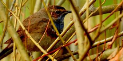 Ученые обнаружили птицу, которая 170 лет считалась вымершей - detaly.co.il - Индонезия