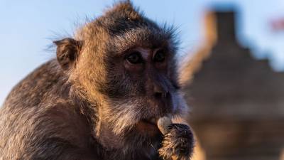 Девять приматов зоопарка Сан-Диего первыми в мире привили от коронавируса - gazeta.ru - Сан-Диего - county San Diego