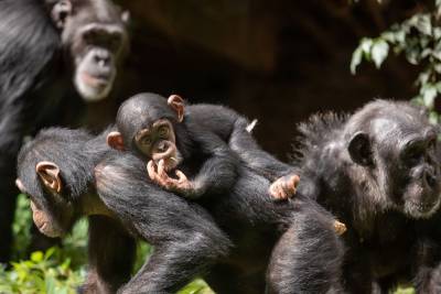Вакцинация горилл и шимпанзе началась в американском Сан-Диего - tvc.ru - Сан-Диего