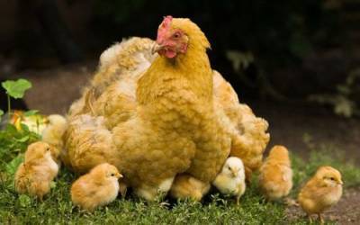 Схватили кур за яйца. Инкубаторное птицеводство по-прежнему зависит от импорта - argumenti.ru - Россия