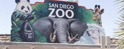 В зоопарке в Сан-Диего от коронавируса привили орангутанов и бонобо - runews24.ru - Сан-Диего