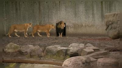 Дания: вход в зоопарки с тестом на COVID-19 - ru.euronews.com - Россия - Сша - Германия - Испания - Евросоюз - Копенгаген - Дания