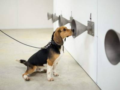 Обоняние собаки - лучший ПЦР-тест: хвостатые могут обнаружить коронавирус с первого дня заражения - unn.com.ua - Киев